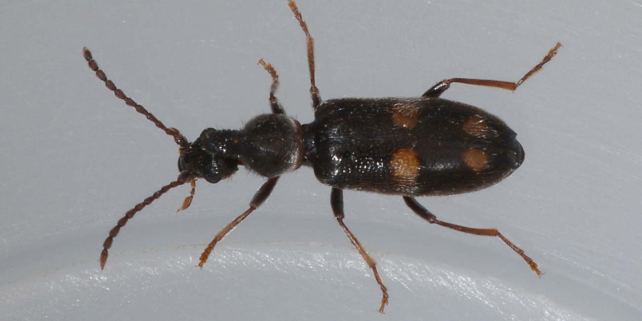 Anthicidae: Notoxus miles italicus